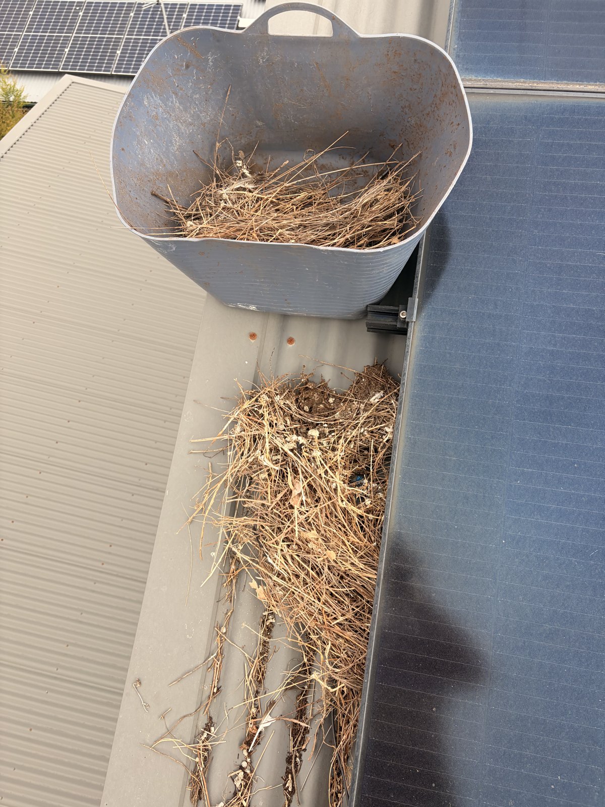 Bird nesting debris removed from underneath rooftop solar panels